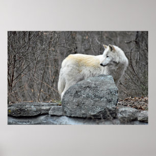 Poster Loup