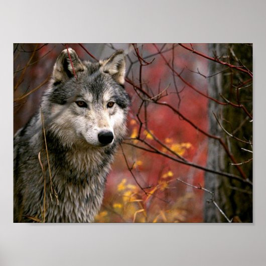 Poster Loup (Devant)