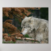 Poster Loup (Devant)