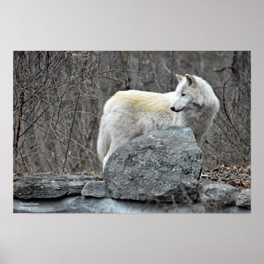 Poster Loup (Devant)