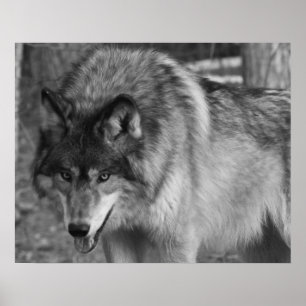 Poster Loup