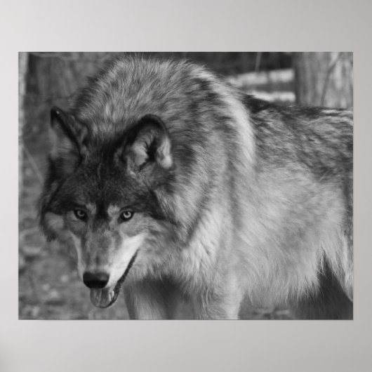 Poster Loup (Devant)