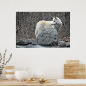 Poster Loup (Cuisine)