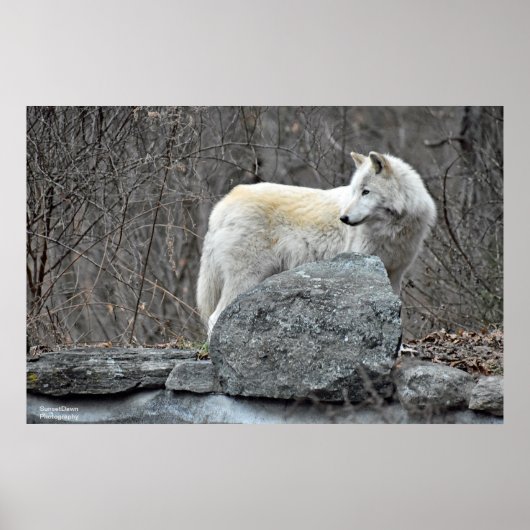 Poster Loup (Devant)