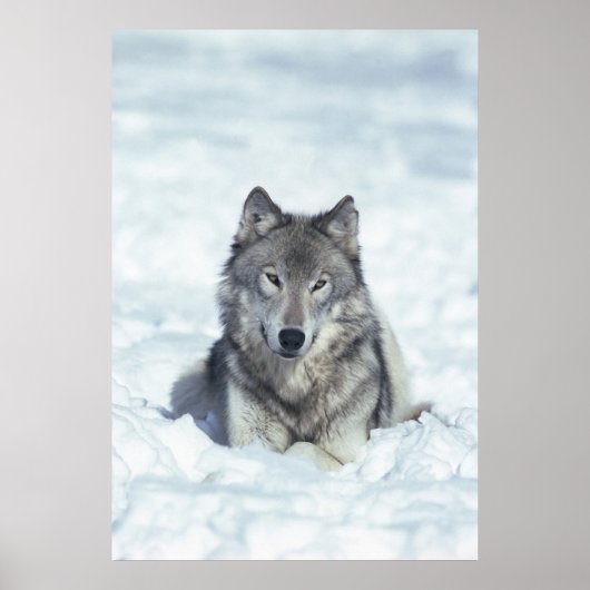Poster Loup (Devant)