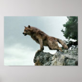 Poster Loup (Devant)
