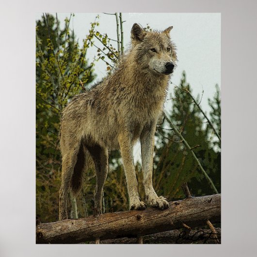 Poster Loup (Devant)