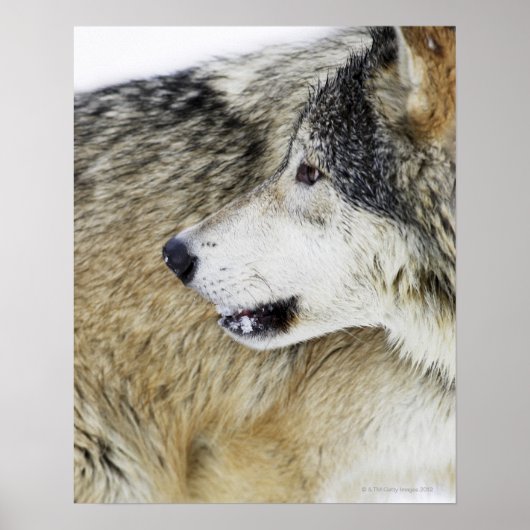 Poster Loup (Devant)