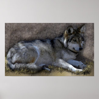 Poster Loup