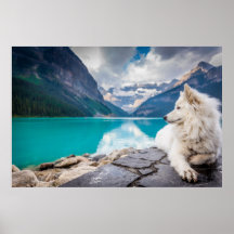 Loup à Lake Louise, Rocheuses canadiennes