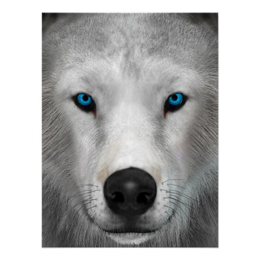 Poster Loup Arctique (Devant)