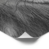Poster Loup Arctique (Coin)