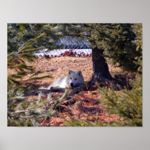 Poster Loup arctique