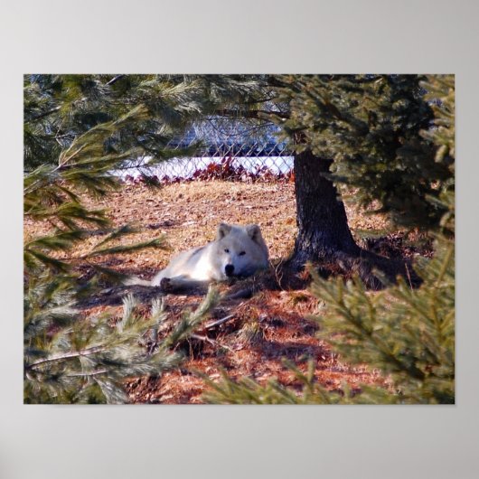 Poster Loup arctique (Devant)