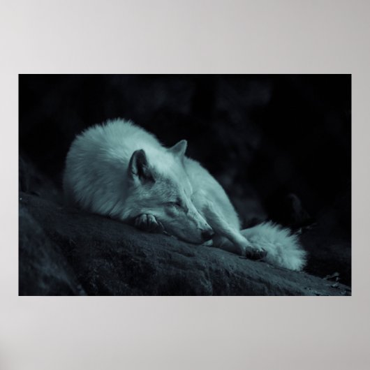 Poster Loup arctique (blanc) (Devant)