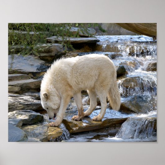 Poster Loup arctique dans l'eau (Devant)