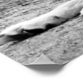 Poster Loup arctique - loup blanc (Coin)