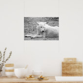 Poster Loup arctique - loup blanc (Cuisine)