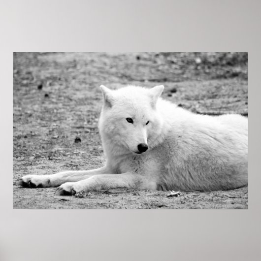 Poster Loup arctique - loup blanc (Devant)