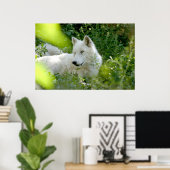 Poster Loup blanc (Bureau à domicile)