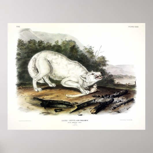 Poster Loup blanc américain, Canis lupus arctos par Audub (Devant)