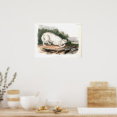 Poster Loup blanc américain par John James Audubon (Cuisine)