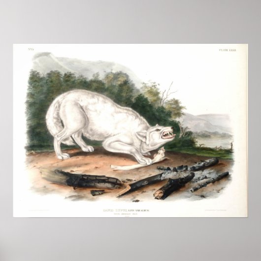 Poster Loup blanc américain par John James Audubon (Devant)