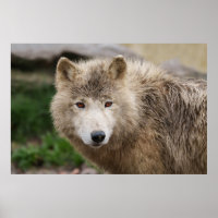 Loup blanc boueux