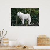 Poster Loup blanc sauvage (Cuisine)