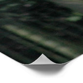 Poster Loup blanc sauvage (Coin)