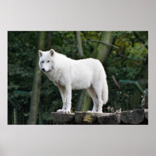 Poster Loup blanc sauvage