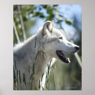 Poster Loup dans Yellowstone.