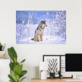 Poster Loup de bois assis dans la neige, Canis lupus, (Bureau à domicile)