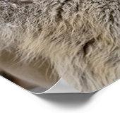 Poster Loup de bois de l'Est (Coin)