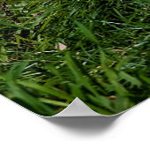 Poster Loup de bois de l'Est (Coin)