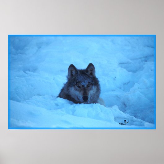 Poster Loup de bois de neige bleu Imprimer (Devant)