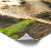 Poster Loup de l'Arctique humide au printemps Photo (Coin)