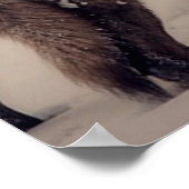 Poster Loup de Pleine lune. (Coin)