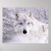 Poster Loup d'hiver (Devant)