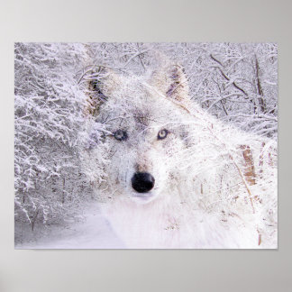 Poster Loup d'hiver