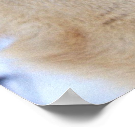 Poster Loup d'hiver 2 (Coin)