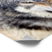 Poster loup en colère (Coin)