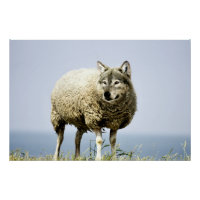 Loup en vêtements de mouton