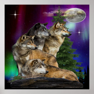 Poster loup et lune