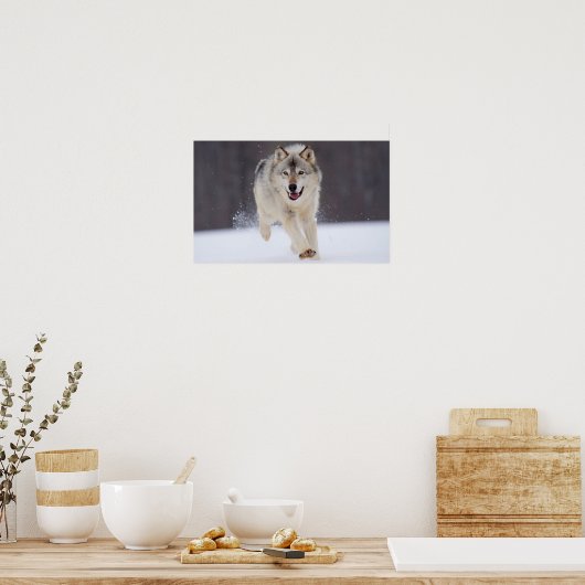 Poster Loup gris (Cuisine)