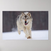 Poster Loup gris (Devant)