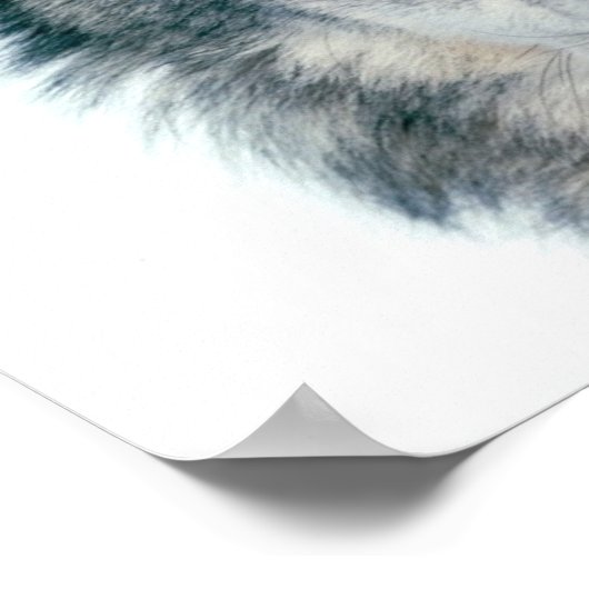 Poster Loup gris (Coin)