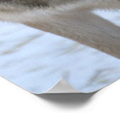 Poster Loup gris (Coin)