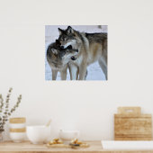 Poster Loup gris (Cuisine)