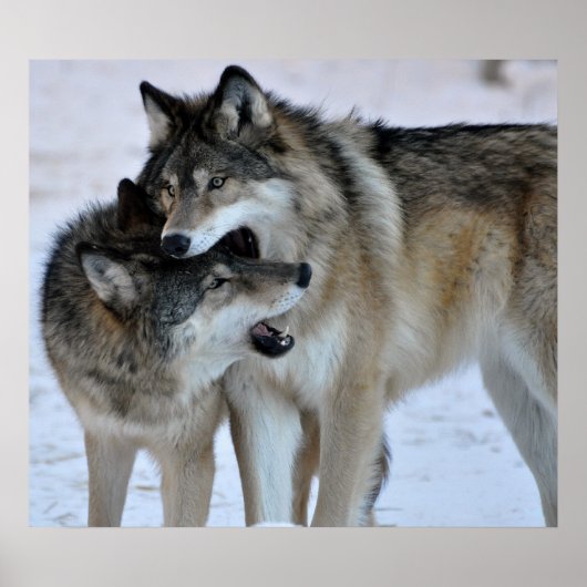 Poster Loup gris (Devant)